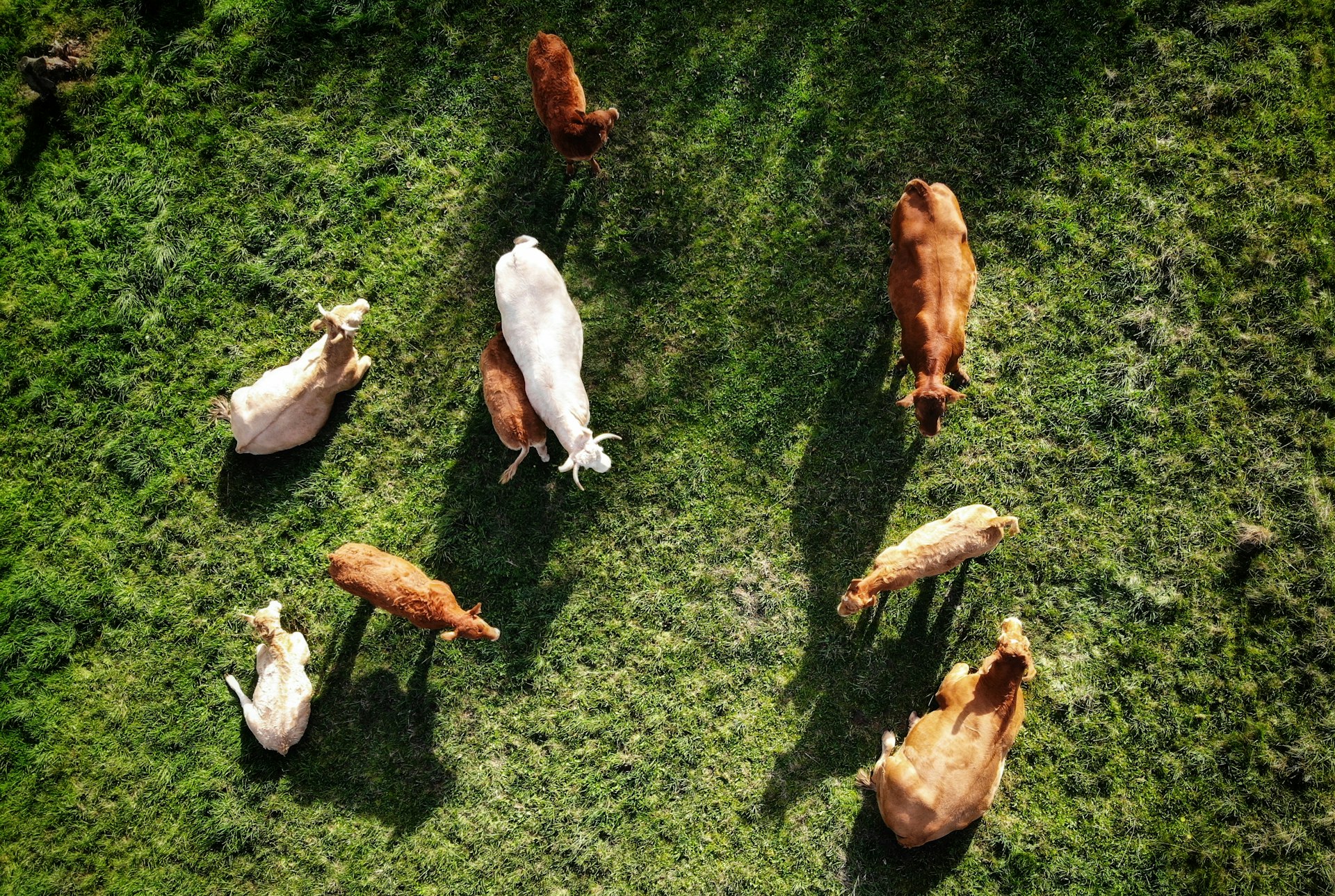 a herd of cattle standing on top of a lush green field